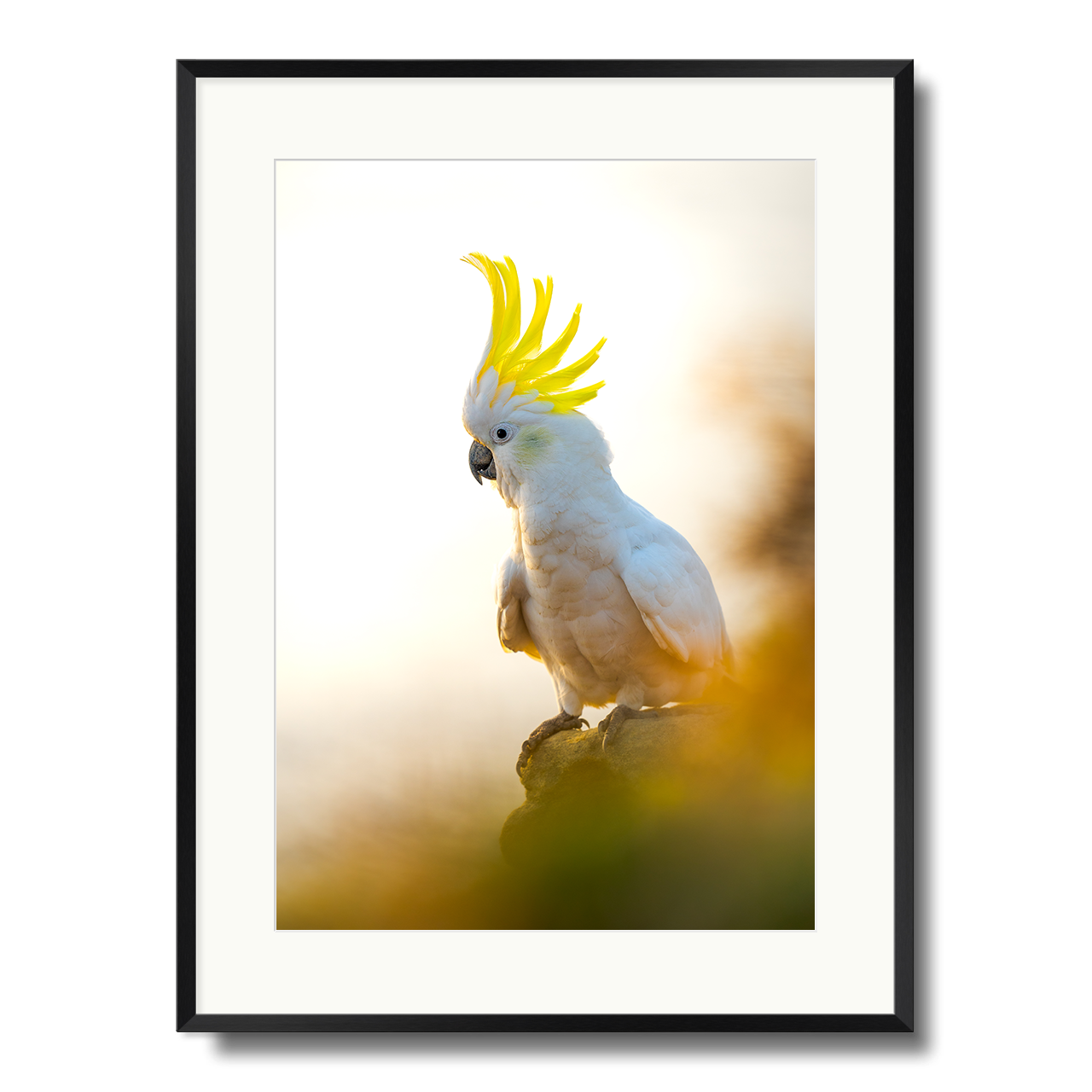 Coogee Cockatoo