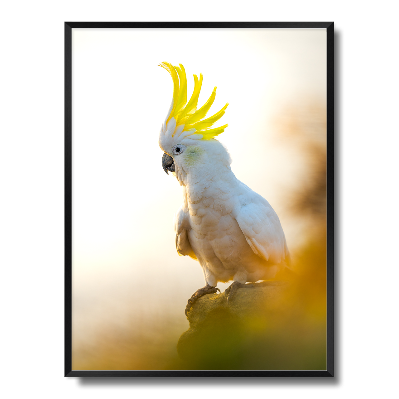 Coogee Cockatoo