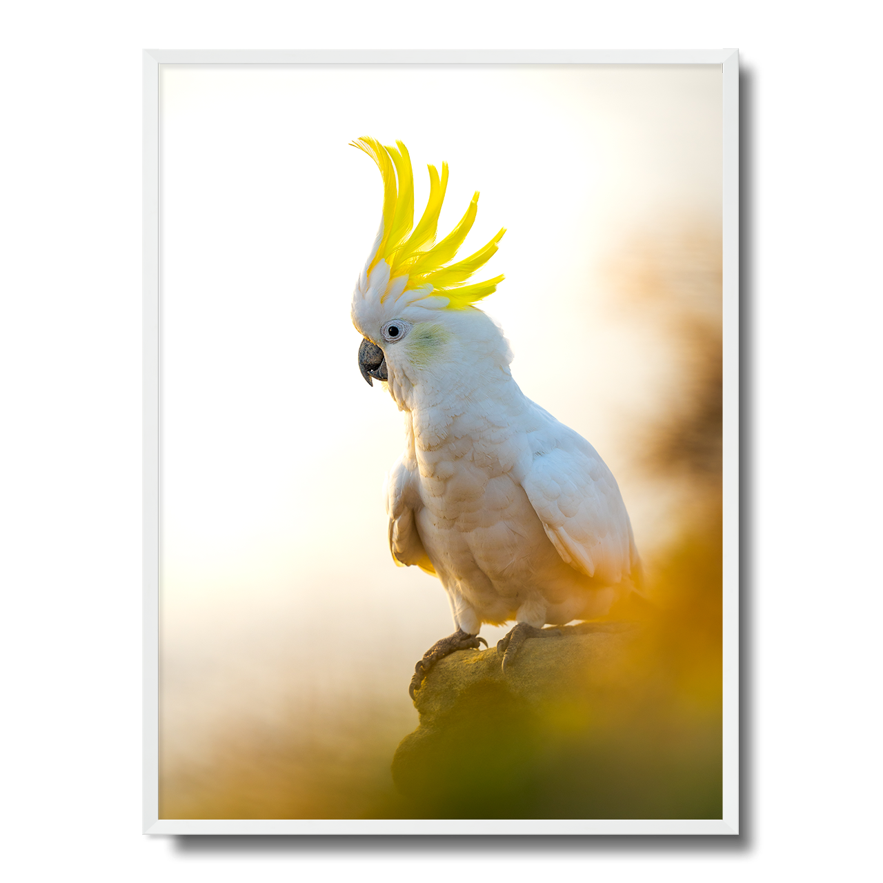 Coogee Cockatoo