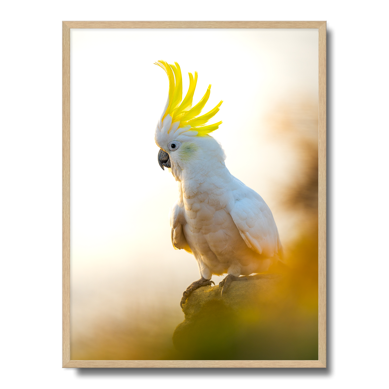 Coogee Cockatoo