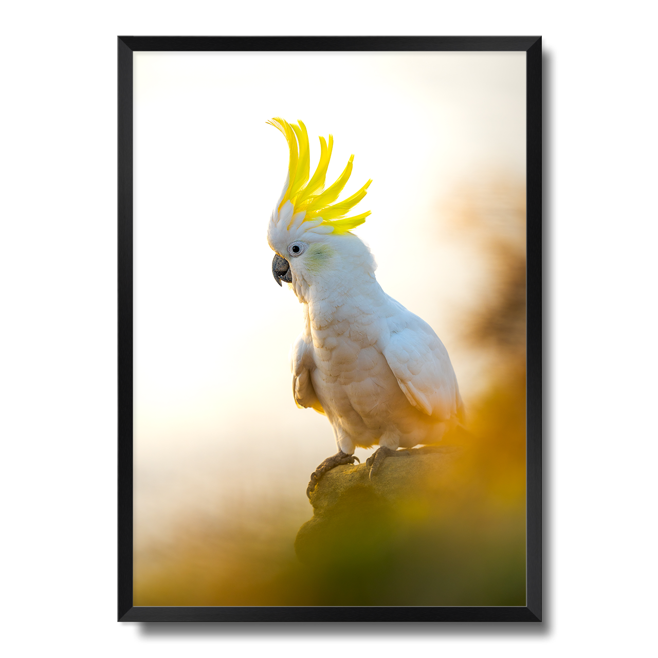 Coogee Cockatoo