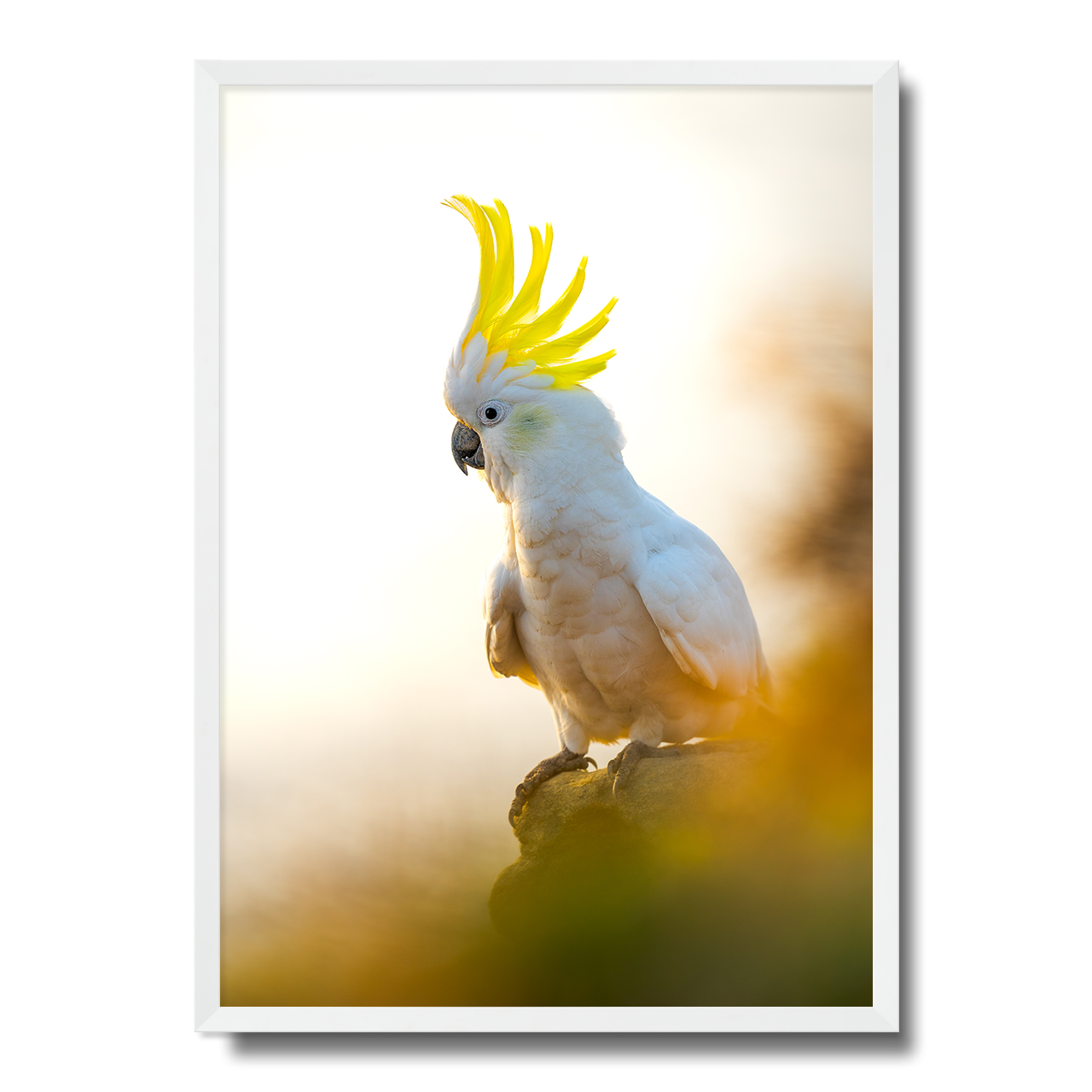 Coogee Cockatoo