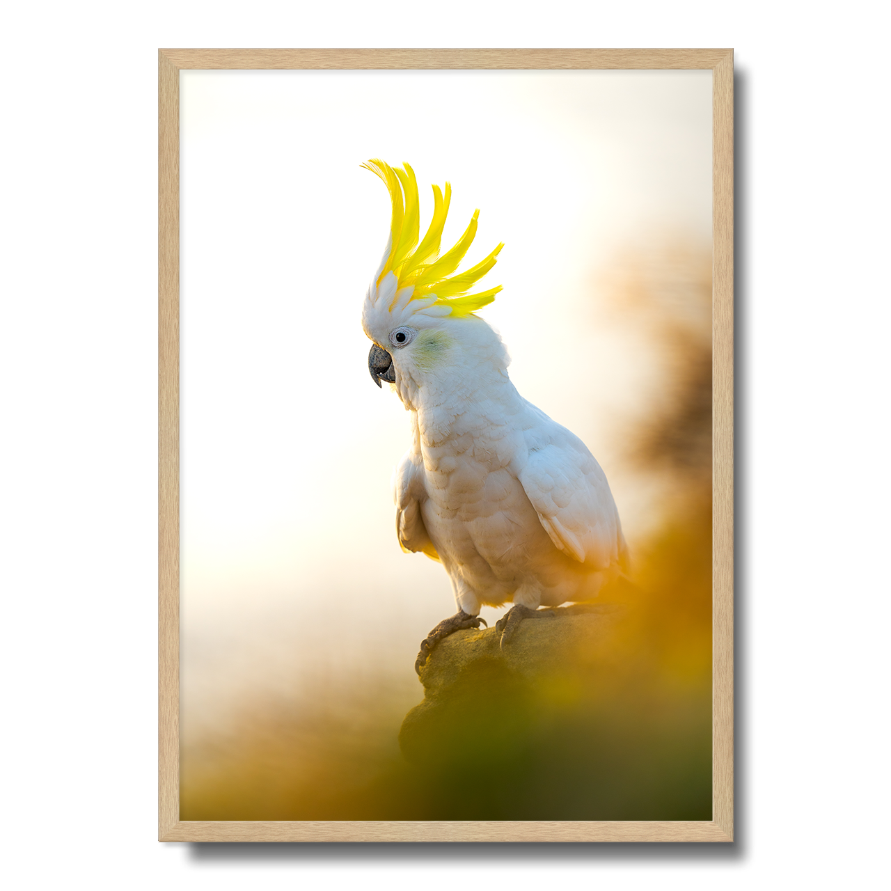 Coogee Cockatoo