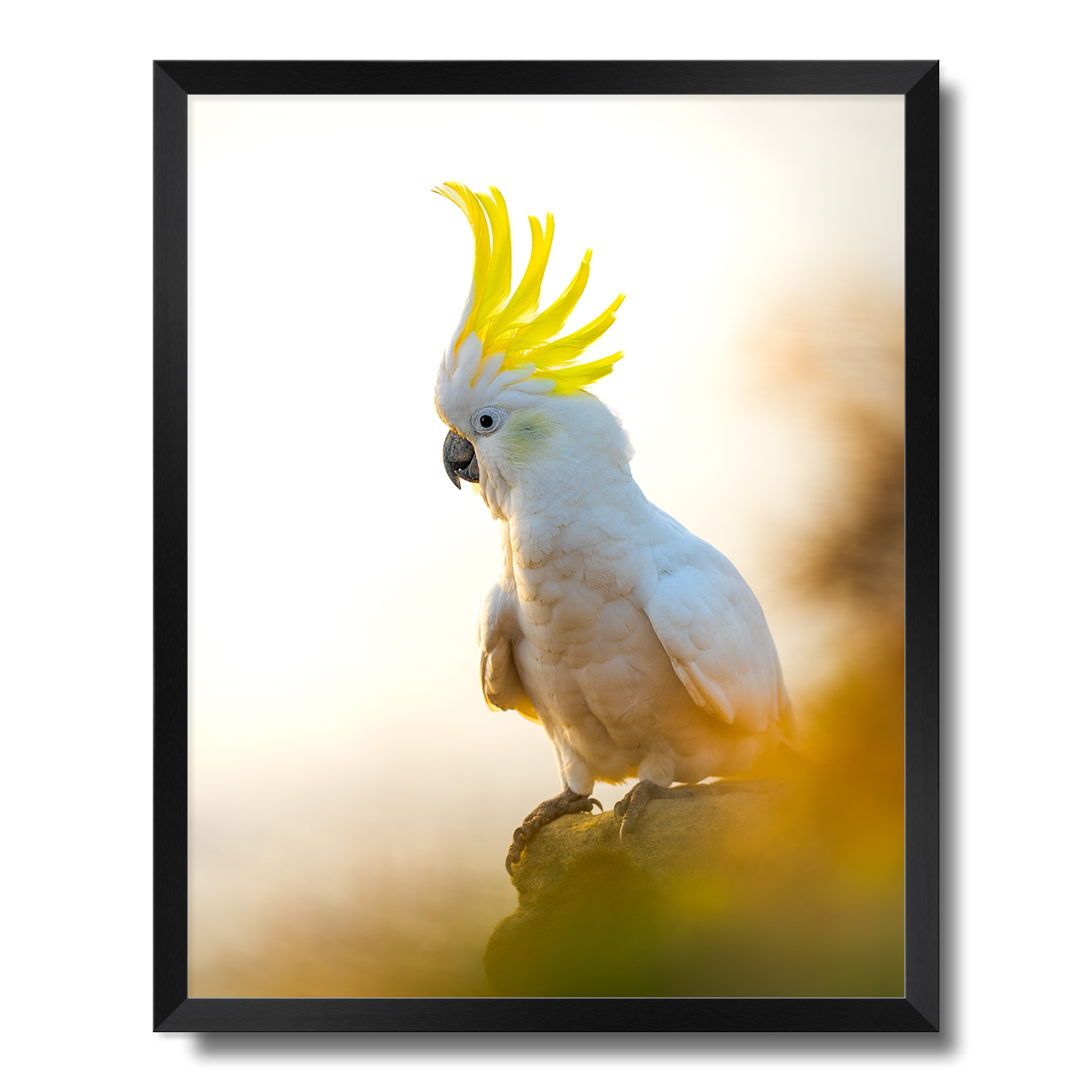 Coogee Cockatoo