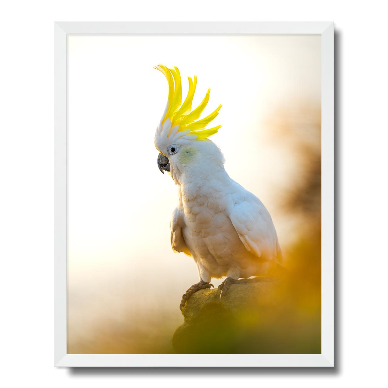 Coogee Cockatoo