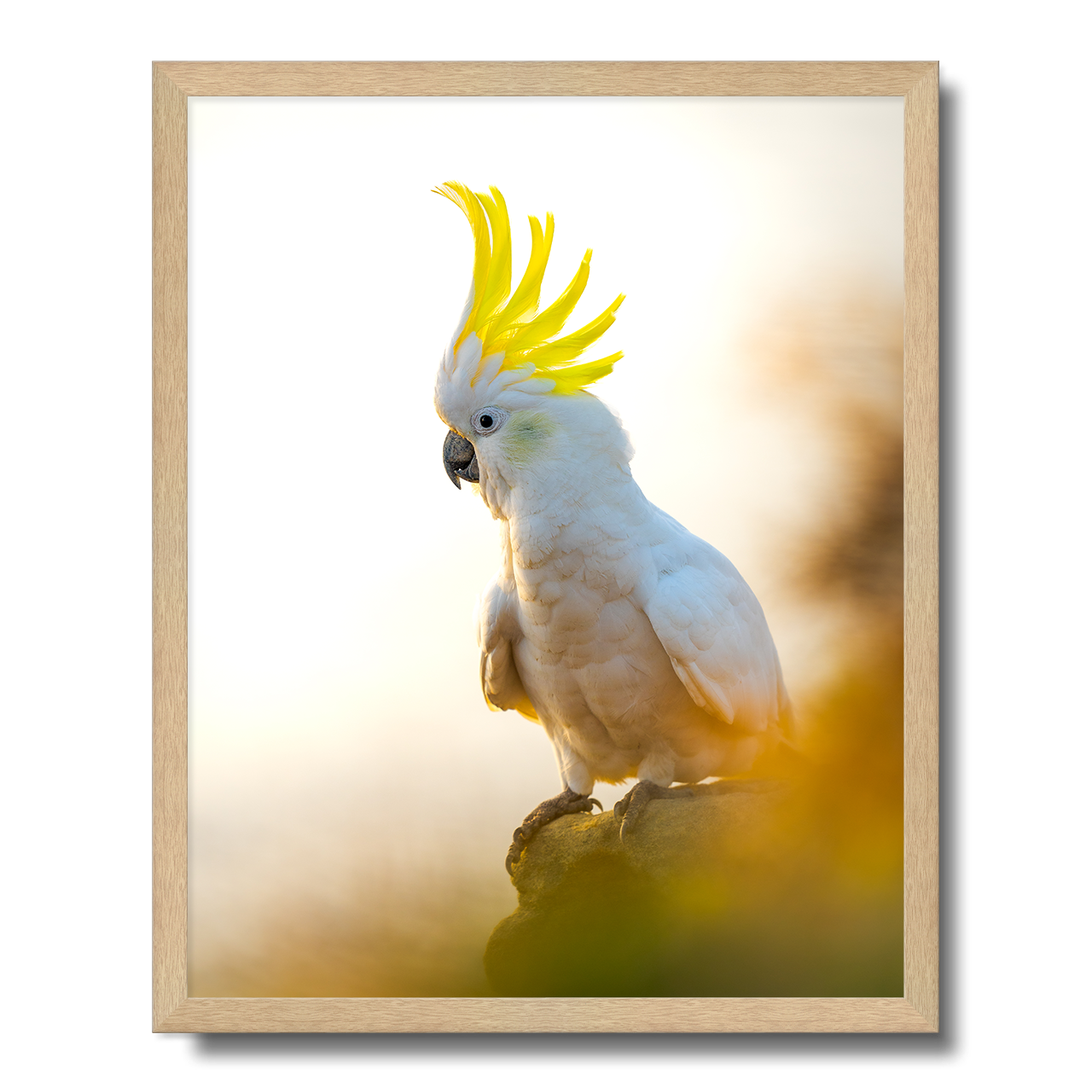 Coogee Cockatoo