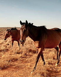 Outback Brumby crp